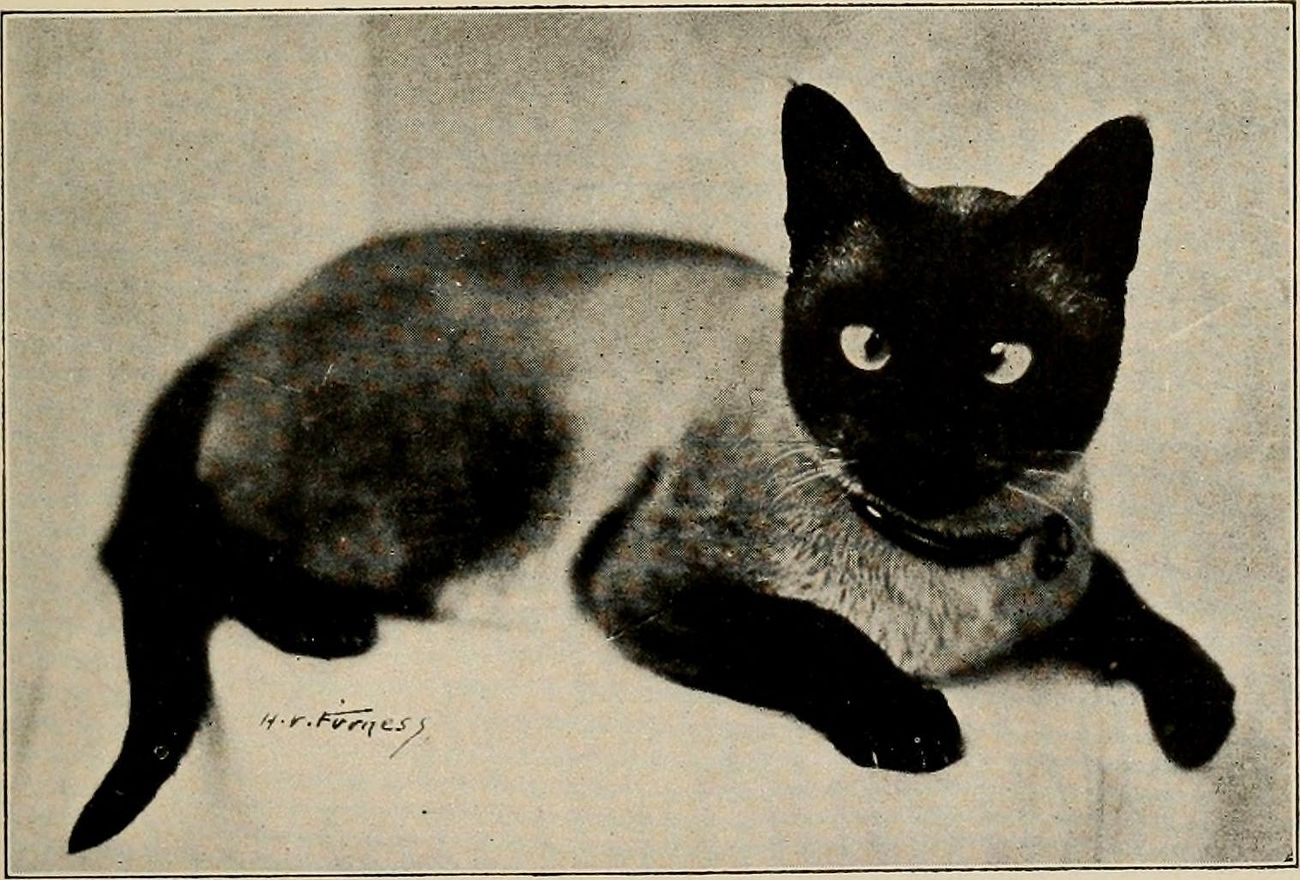 Antique black and white photo of a Siamese cat